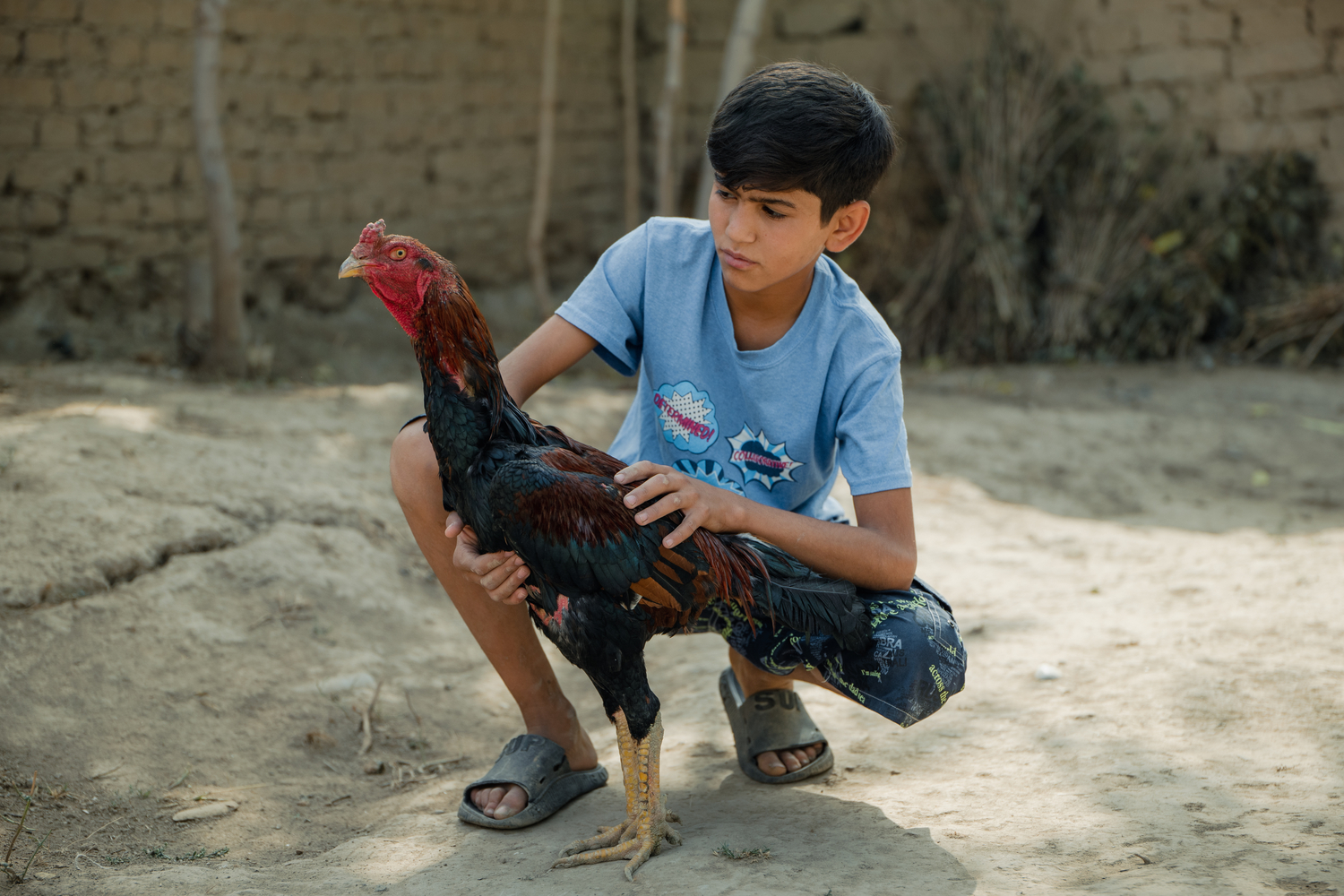 Un niño agachado en un patio acaricia un gallo