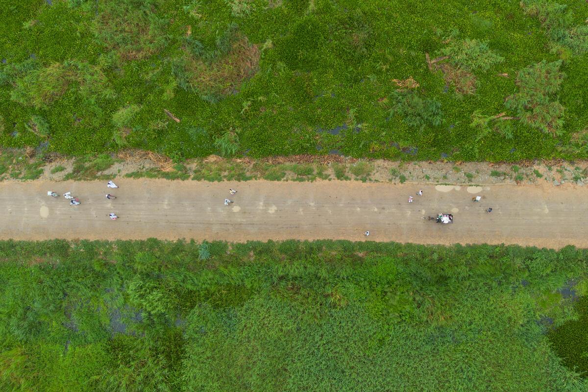 Vista aérea de un camino franqueado por vegetación