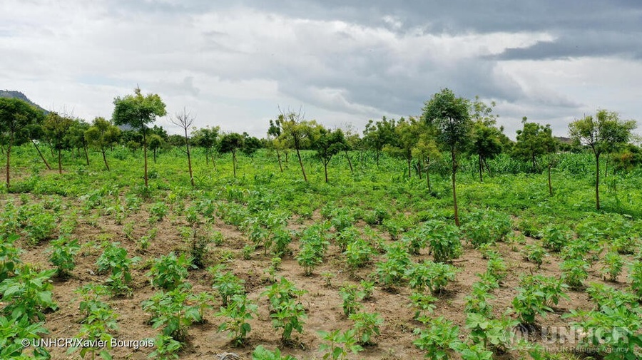 Imagen de un terreno verde
